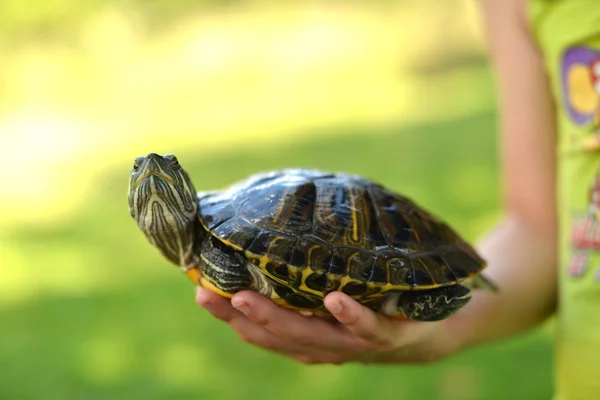 Portret van een schildpad — Stockfoto