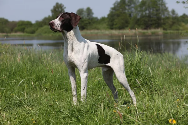 German Shorthaired Pointer Stock Image