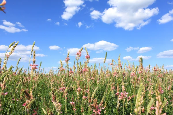 Prairie printanière avec de belles fleurs — Photo