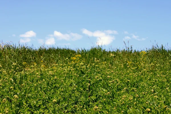 Grama verde e céu azul — Fotografia de Stock