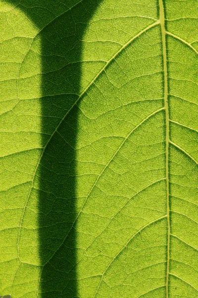 Closeup zelený list — Stock fotografie