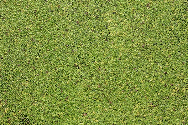 The green duckweed — Stock Photo, Image