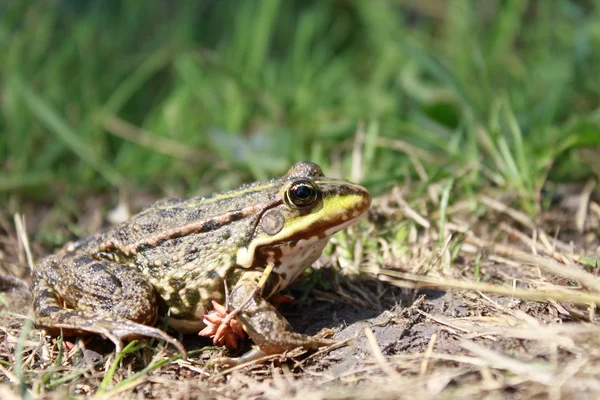 Zelená žába v trávě — Stock fotografie