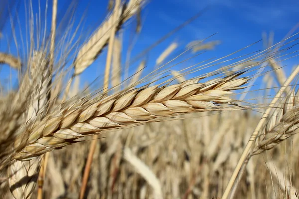 穀物畑 — ストック写真