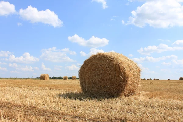 Őszi mezőgazdasági táj — Stock Fotó