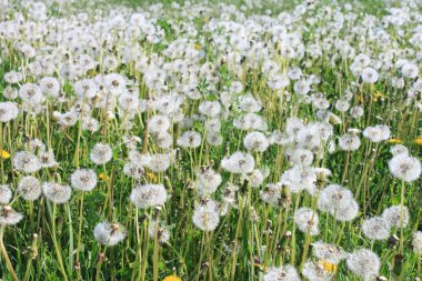 dandelions çok