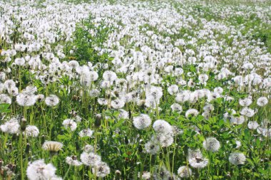 dandelions çok