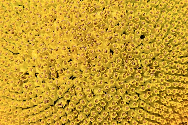 Sonnenblumenschmuggel — Stockfoto