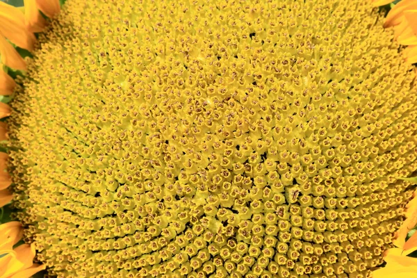 Sunflower сlose-up — Stock Photo, Image