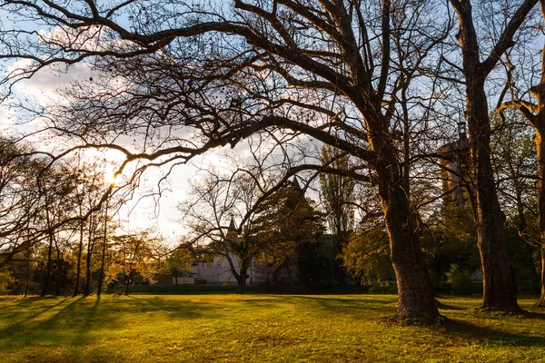 stock image Old trees in park