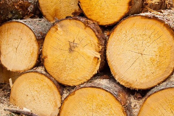 Timber pattern — Stock Photo, Image