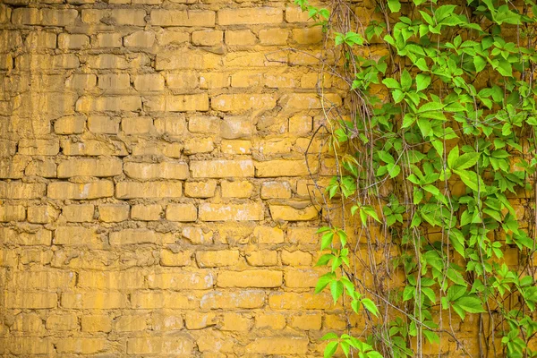 벽과 포도 덩굴 — 스톡 사진