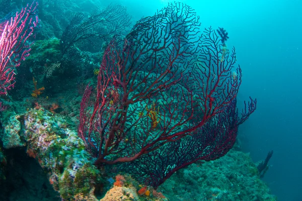 Underwater photography — Stock Photo, Image