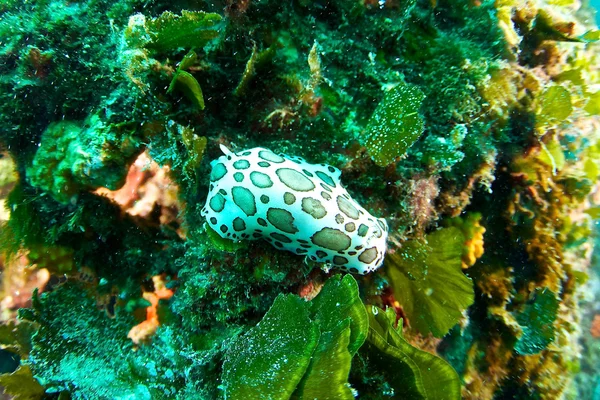 stock image Underwater photography