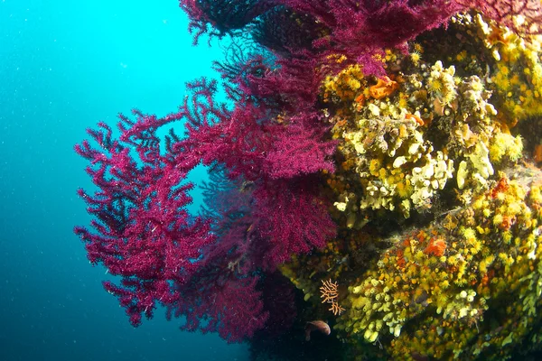 Stock image Red Gorgons (Gorgonians)