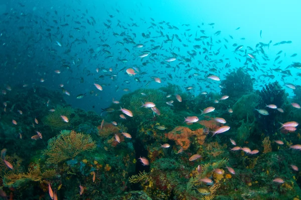 Borbély (Anthias anthias hal) — Stock Fotó