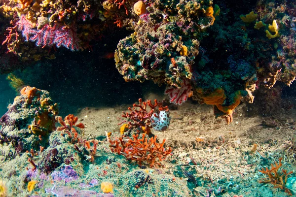 stock image Red coral (Corallium rubrum) with a nudibranch (Peltodoris atromaculata)