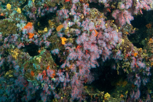 stock image Red coral (Corallium rubrum)