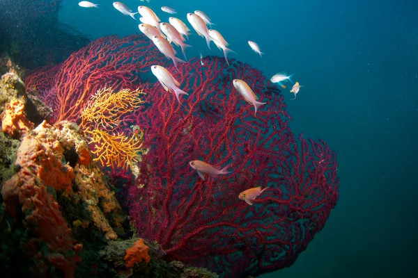 stock image Red Gorgons (Gorgonians)