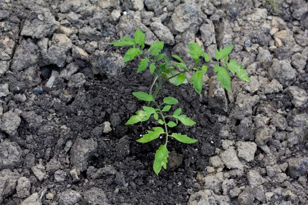 Plantering i trädgården — Stockfoto
