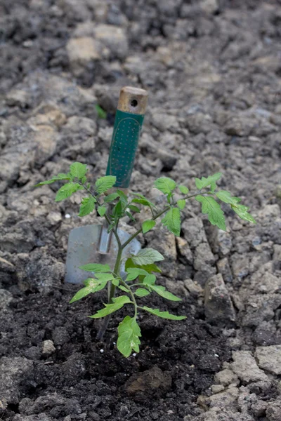 Plantering i trädgården — Stockfoto