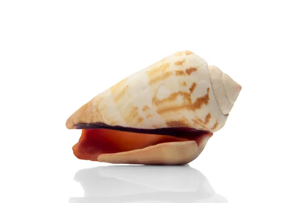 Stock image Seashell