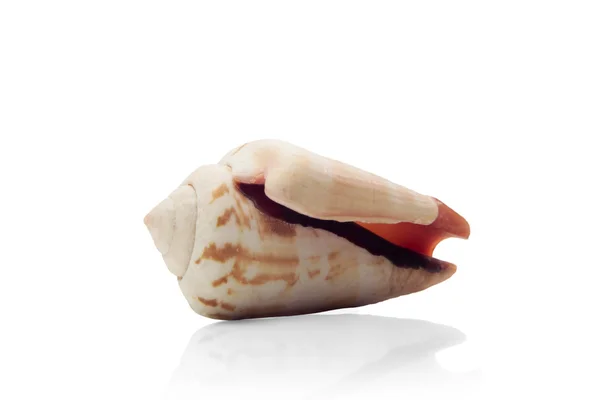 stock image Seashell