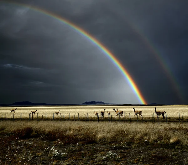 stock image Rainbow and Guanacos