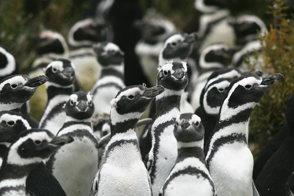 Pingüinos, —  Fotos de Stock