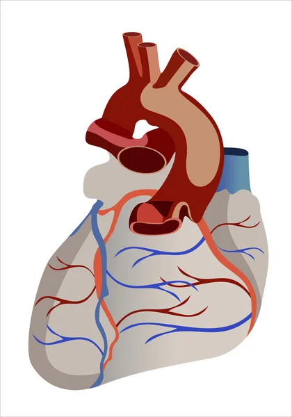 健康な体から人間の心臓の解剖学 — ストックベクタ