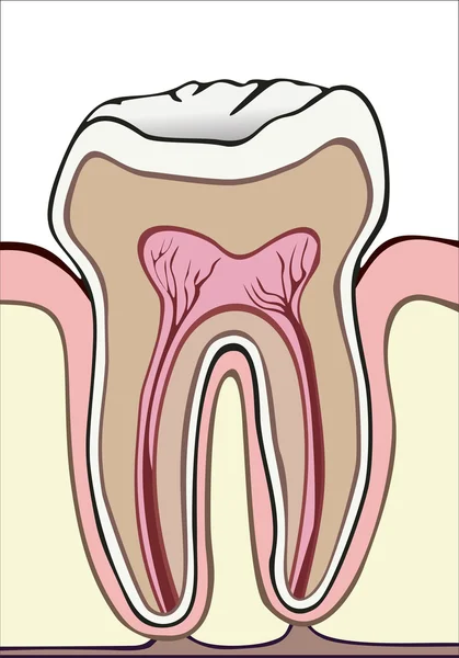 Zub. — Stockový vektor