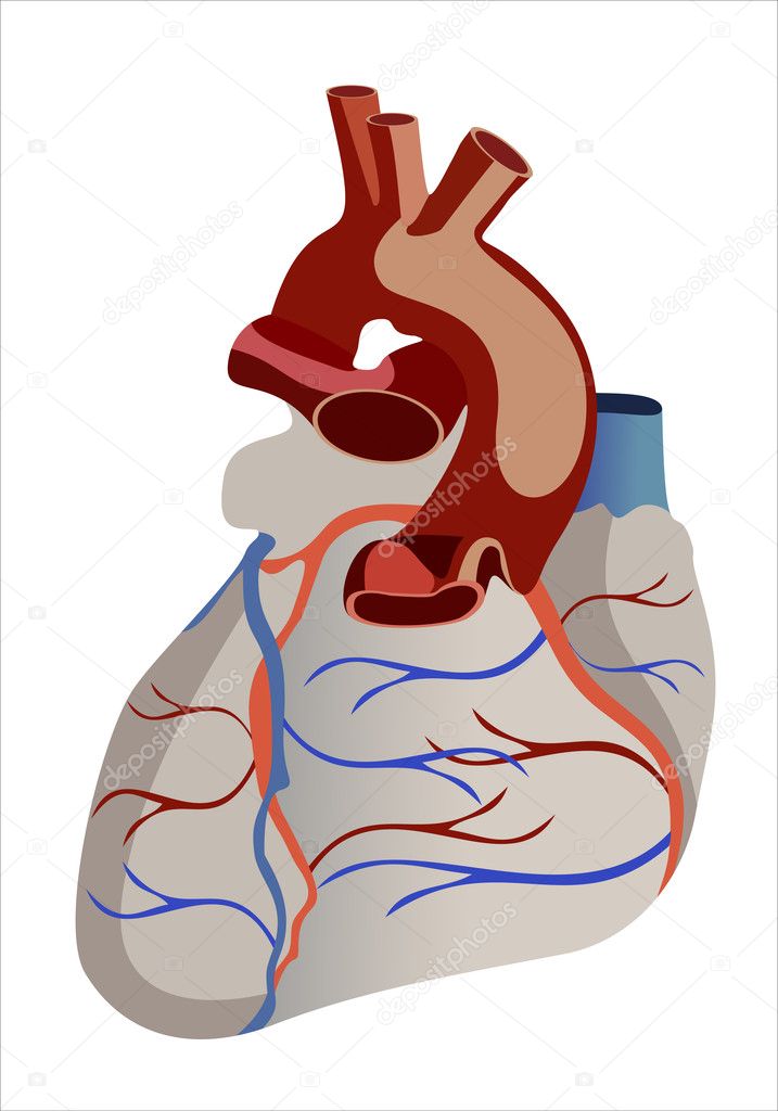 Human heart anatomy from a healthy body