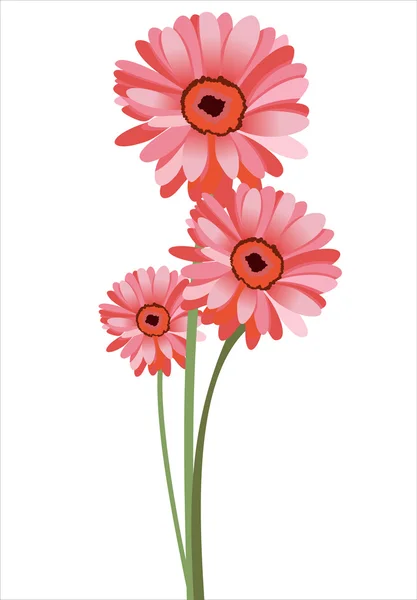 粉色非洲菊，白色背景，矢量图上孤立 — 图库矢量图片