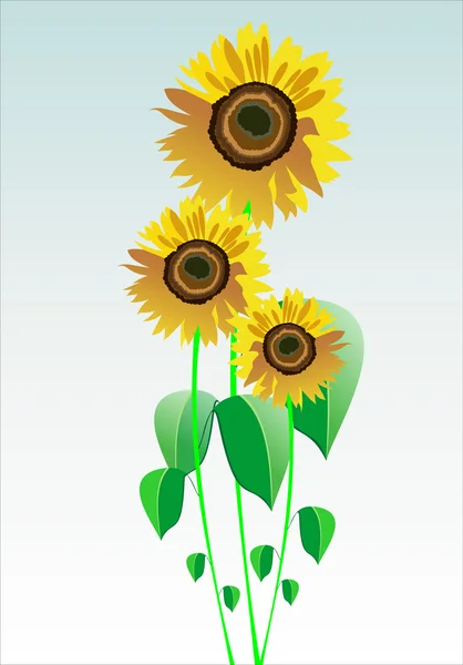 Illustration of pair of sunflower on abstract background — Stock Vector