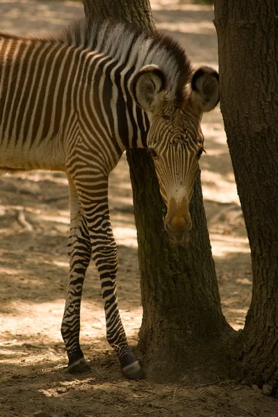 Zebra nello zoo — Foto Stock