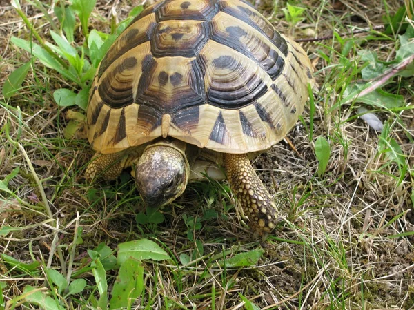 stock image Turtle in the grass