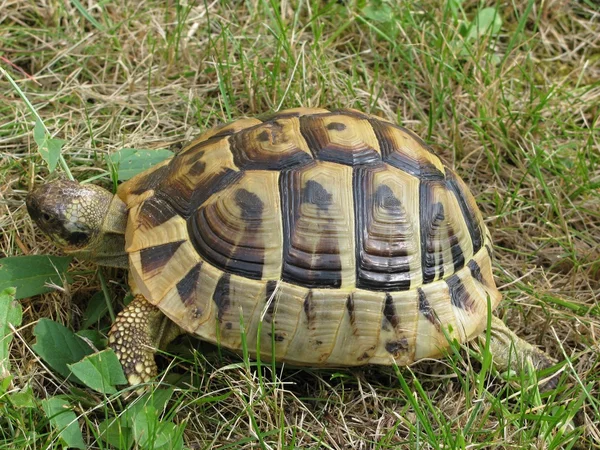 stock image Turtle in the grass