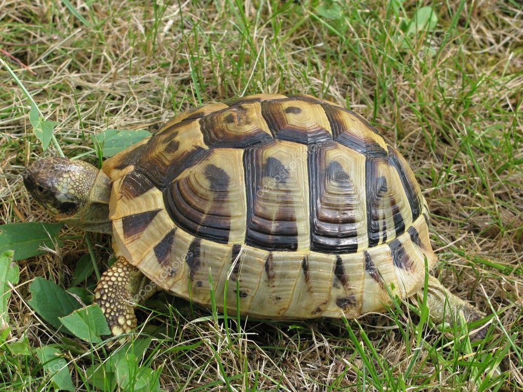 Turtle in the grass — Stock Photo © roman101 #11825354