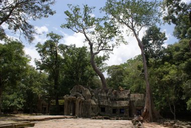 Antik ta angkor, ipek - pamuk ağacı tapınakta prohn antik kalıntılar, Kamboçya tüketir