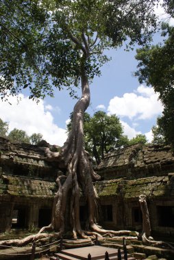 Antik ta angkor, ipek - pamuk ağacı tapınakta prohn antik kalıntılar, Kamboçya tüketir