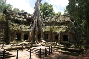 Antik ta angkor, ipek - pamuk ağacı tapınakta prohn antik kalıntılar, Kamboçya tüketir