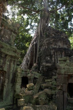 Antik ta angkor, ipek - pamuk ağacı tapınakta prohn antik kalıntılar, Kamboçya tüketir