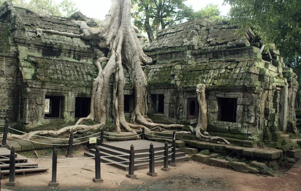 Templul vechi Ta prohn din Angkor, arborele de mătase și bumbac consumă ruinele antice, Cambodgia — Fotografie, imagine de stoc