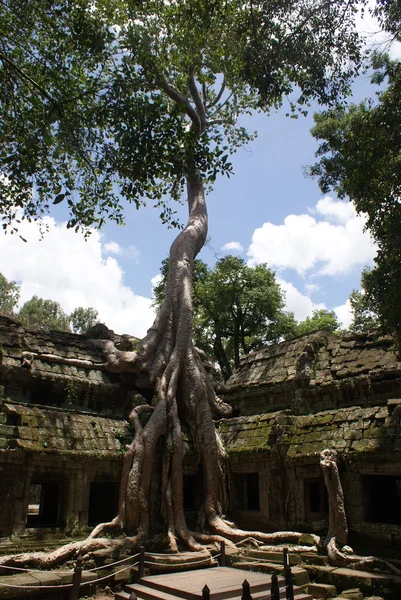 古代 ta 普龙寺在吴哥，木棉树消耗古代遗址，柬埔寨 — 图库照片