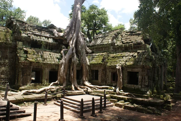 古代 ta prohn アンコール寺院のシルク コットンの木を消費する古代遺跡、カンボジア — ストック写真