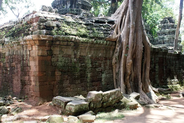 Antiguo templo Ta prohn en Angkor, árbol de seda-algodón consume las ruinas antiguas, Camboya —  Fotos de Stock