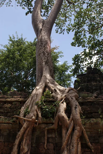 Стародавнього храму prohn Ta в Ангкор, шовк – бавовни дерево споживає стародавніх руїн, Камбоджа — стокове фото