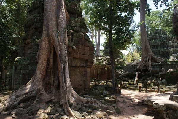 Antika ta Falkenberg templet i angkor, silk - cotton tree förbrukar de antika ruinerna, Kambodja — Stockfoto