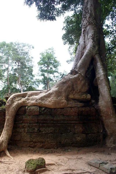 अंगकोरमधील प्राचीन ता प्रोहन मंदिर, रेशीम-कापूस झाड प्राचीन अवशेष, कंबोडिया वापरते — स्टॉक फोटो, इमेज