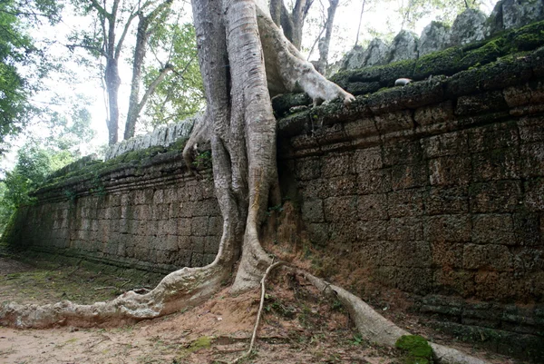 Древний храм Та Прон в Ангкоре, шелковое дерево поглощает древние руины, Камбоджа — стоковое фото